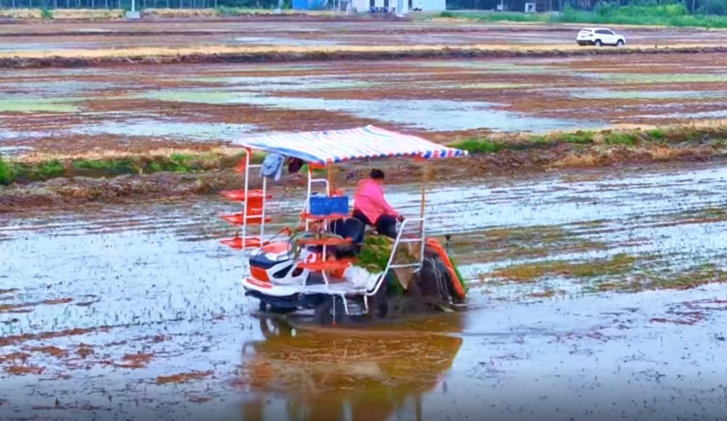 雷沃6行插秧機(jī)在連云港作業(yè)中